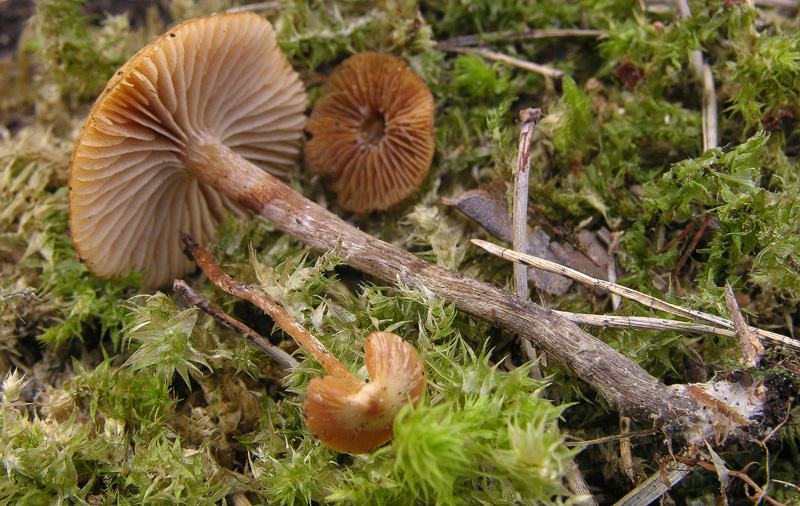 Galerina da determinare n�25.